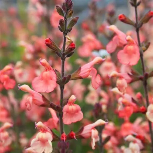 Salvia microphylla Papajas - Őszi zsálya