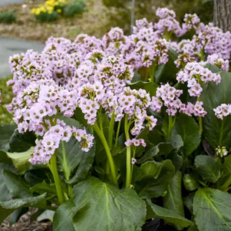 Bőrlevél (Bergenia)