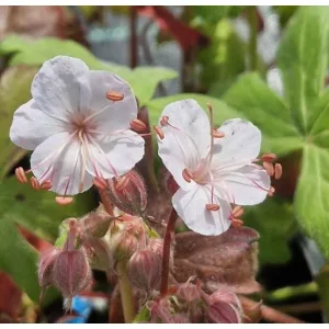 Geranium macrorrhizum GERANIMO White - Gólyaorr