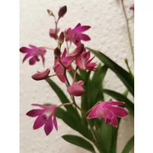 Dendrobium Berry Oda