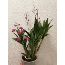 Dendrobium Berry Oda