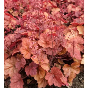Heuchera Apricot - Tűzeső
