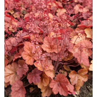 Tűzeső (Heuchera)