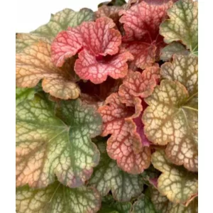 Heuchera Changeling - Tűzeső