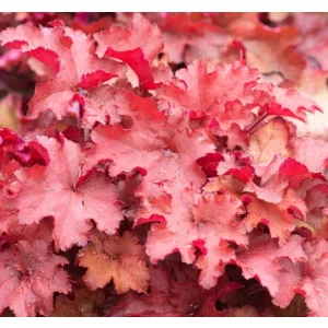 Heuchera Cranberry - Tűzeső