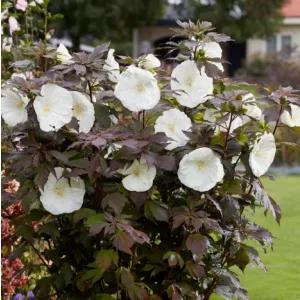 Hibiscus moscheutos Carousel Ghost - Mocsári hibiszkusz
