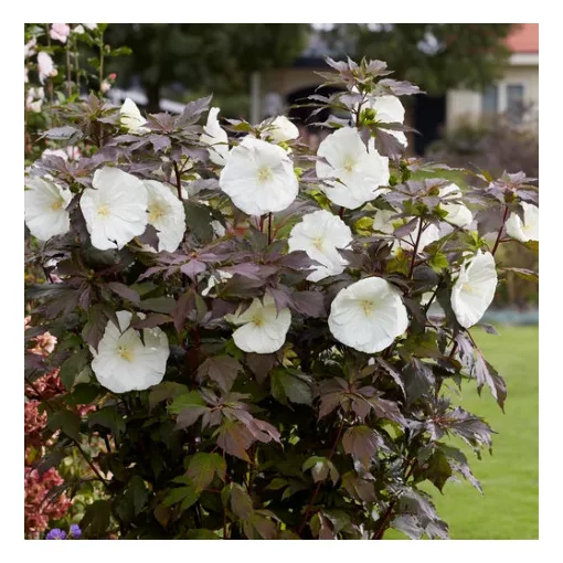 Hibiscus moscheutos Carousel Ghost - Mocsári hibiszkusz
