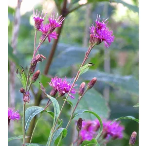 Vernonia altissima - Vernónia