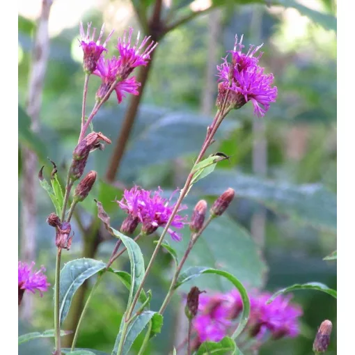 Vernonia altissima - Vernónia