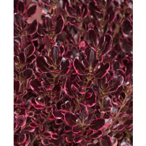 Coprosma Eclipse - Amerikai tükörcserje