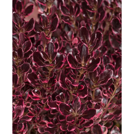 Coprosma Eclipse - Amerikai tükörcserje