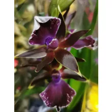 Zygopetalum sp. 10
