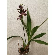 Zygopetalum sp. 10