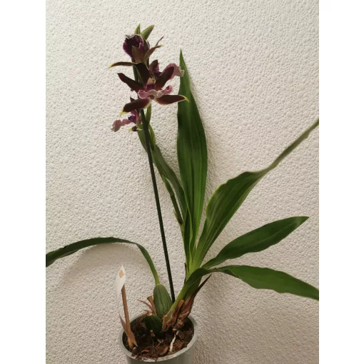 Zygopetalum sp. 10