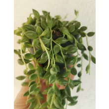 Senecio herreianus