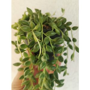 Senecio herreianus