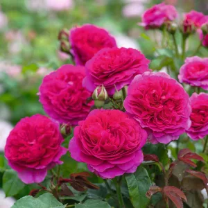 Rosa Gabriel Oak - David Austin rózsa