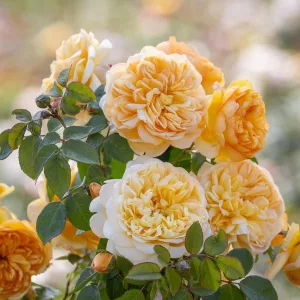 Rosa Bring Me Sunshine - David Austin rózsa