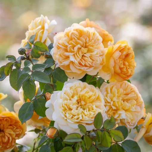 Rosa Bring Me Sunshine - David Austin rózsa