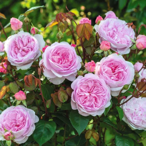 Rosa Olivia Rose Austin - David Austin rózsa