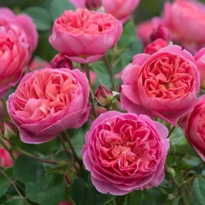 Rosa Boscobel - David Austin rózsa