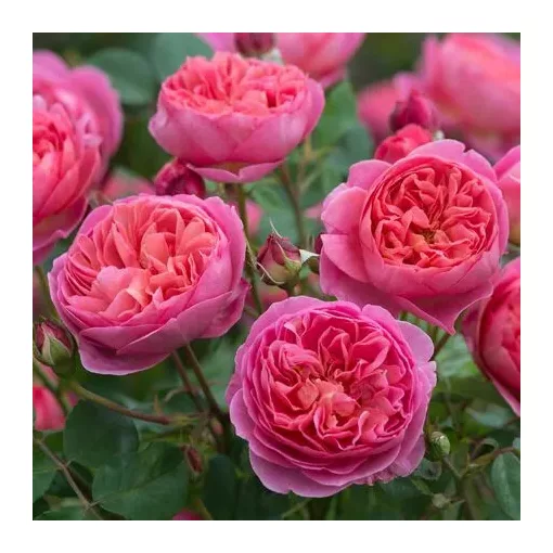 Rosa Boscobel - David Austin rózsa
