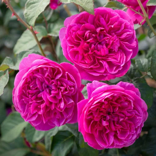 Rosa James L. Austin - David Austin rózsa