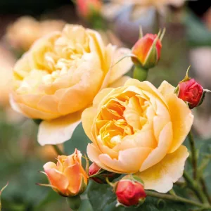 Rosa Roald Dahl - David Austin rózsa