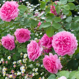 Rosa Princess Alexandra of Kent - David Austin rózsa