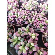 Annecampseros rufescens Sunrise