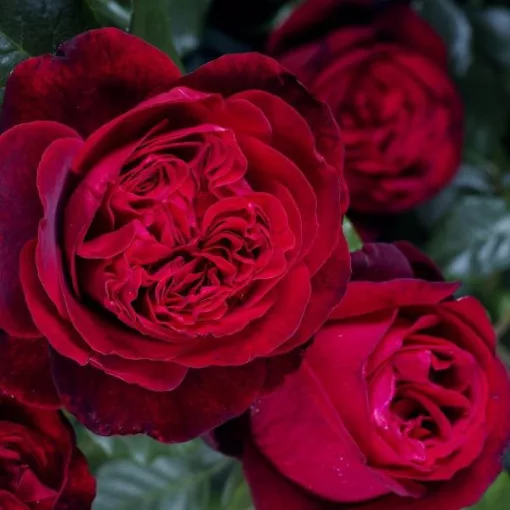 Rosa Admiral - Rózsa