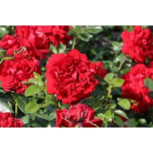 Rosa Jugendliebe - Rózsa