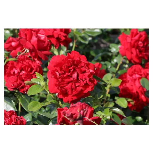 Rosa Jugendliebe - Rózsa