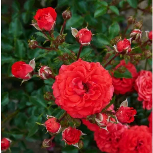 Rosa Zwergenfee 09 Lilliputs - Rózsa