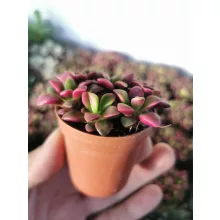 Annecampseros rufescens Sunrise