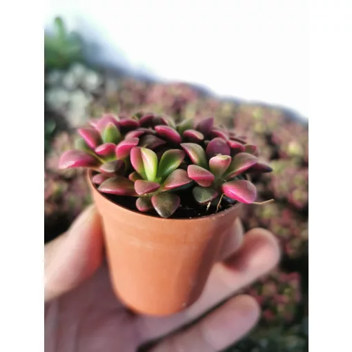 Annecampseros rufescens Sunrise