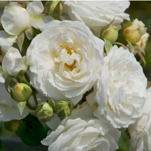 Rosa Perfume Dreams - Rózsa