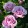 Rosa Lavender Ice - Rózsa