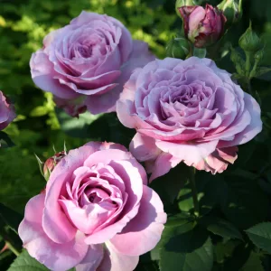 Rosa Lavender Ice - Rózsa