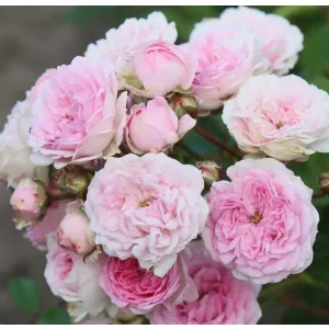 Rosa Pashmina - Rózsa