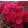 Rosa Gärtnerfreude / Toscana - Rózsa