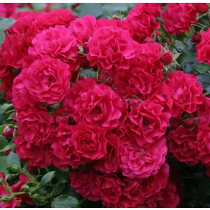 Rosa Gärtnerfreude / Toscana - Rózsa