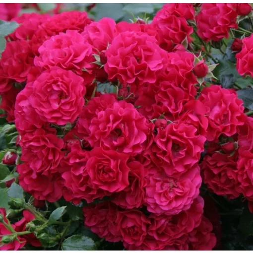 Rosa Gärtnerfreude / Toscana - Rózsa