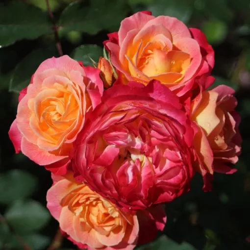 Rosa Tucan - Rózsa