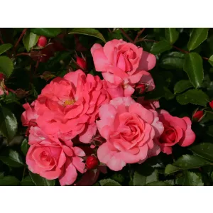 Rosa Bad Birnbach - Rózsa