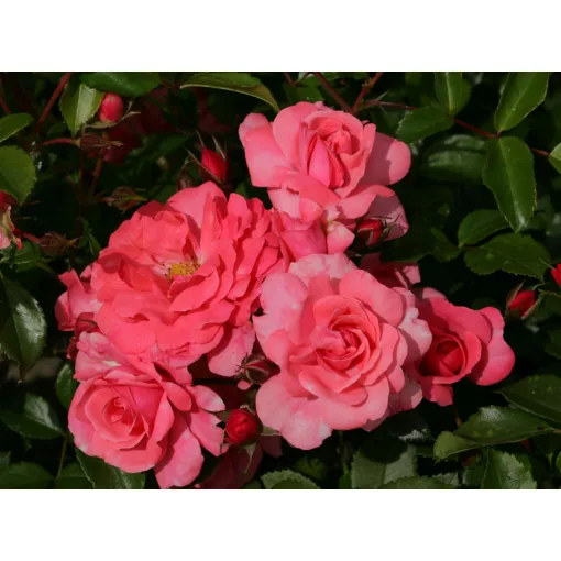 Rosa Bad Birnbach - Rózsa