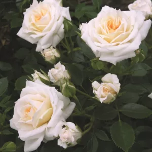 Rosa Honeymilk - Rózsa