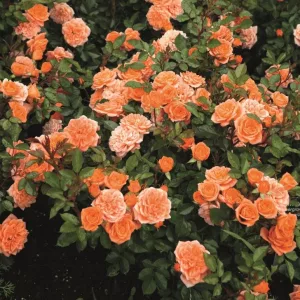 Rosa Ninetta - Rózsa