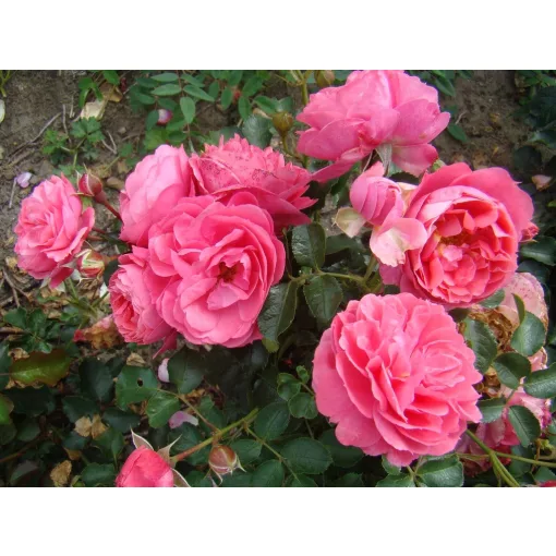 Rosa Moin Moin - Rózsa