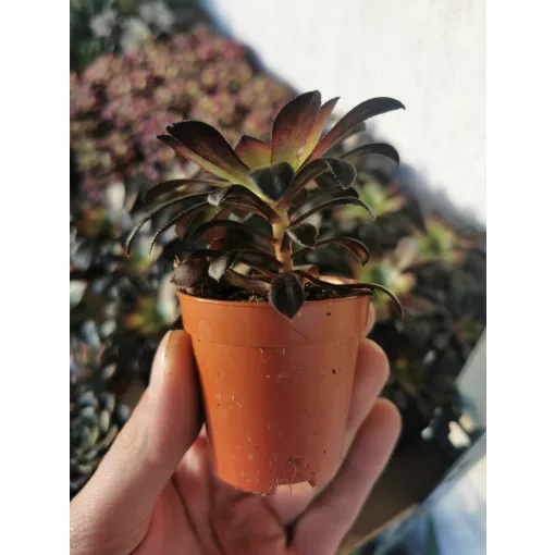 Aeonium arboreum Schwarzkopf